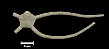 Media type: image;   Invertebrate Zoology OPH-4696 Description: Top of brittle star with a view of the disc.;  Aspect: dorsal